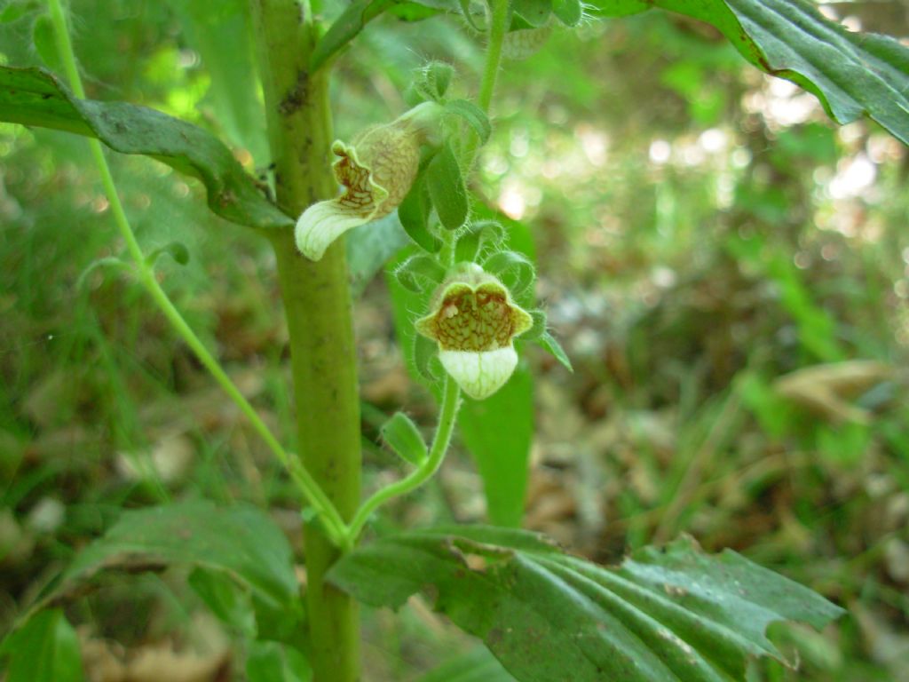 Digitalis ??
